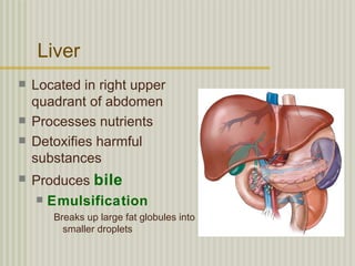 Liver
   Located in right upper
    quadrant of abdomen
   Processes nutrients
   Detoxifies harmful
    substances
   Produces bile
     Emulsification
       Breaks up large fat globules into
         smaller droplets
 