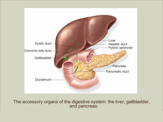 The accessory organs of the digestive system: the liver, gallbladder,
                           and pancreas.
                                                          Copyright ©2009 by Pearson Education, Inc.
 Medical Terminology: A Living Language, Fourth Edition       Upper Saddle River, New Jersey 07458
 Bonnie F. Fremgen and Suzanne S. Frucht                                          All rights reserved.
 
