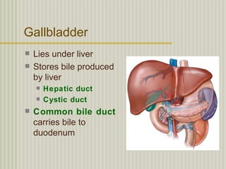 Gallbladder
   Lies under liver
   Stores bile produced
    by liver
       Hepatic duct
       Cystic duct
   Common bile duct
    carries bile to
    duodenum
 