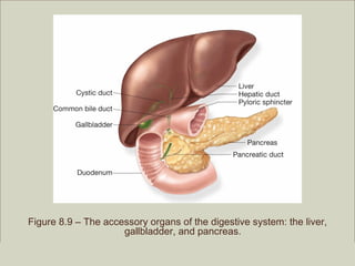 Figure 8.9 – The accessory organs of the digestive system: the liver,
                     gallbladder, and pancreas.
                                                          Copyright ©2009 by Pearson Education, Inc.
 Medical Terminology: A Living Language, Fourth Edition       Upper Saddle River, New Jersey 07458
 Bonnie F. Fremgen and Suzanne S. Frucht                                          All rights reserved.
 