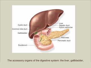 The accessory organs of the digestive system: the liver, gallbladder,
                                                and pancreas.
 Medical Terminology: A Living Language, Fourth Edition
                                                              Copyright ©2009 by Pearson Education, Inc.
                                                                           Upper Saddle River, New Jersey 07458
 Bonnie F. Fremgen and Suzanne S. Frucht                                                       All rights reserved.
 