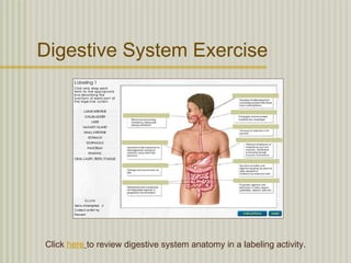 Digestive System Exercise




Click here to review digestive system anatomy in a labeling activity.
 