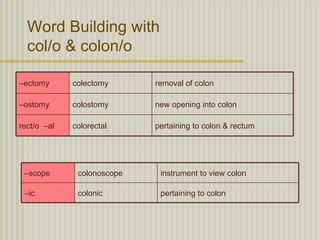 Word Building with
  col/o & colon/o

–ectomy      colectomy      removal of colon

–ostomy      colostomy      new opening into colon

rect/o –al   colorectal     pertaining to colon & rectum




 –scope       colonoscope    instrument to view colon

 –ic          colonic        pertaining to colon
 
