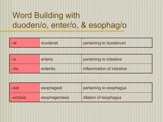 Word Building with
duoden/o, enter/o, & esophag/o

–al        duodenal         pertaining to duodenum


–ic        enteric          pertaining to intestine

–itis      enteritis        inflammation of intestine



–eal       esophageal       pertaining to esophagus

–ectasis   esophagectasis   dilation of esophagus
 