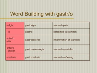 Word Building with gastr/o
–algia      gastralgia           stomach pain

–ic         gastric              pertaining to stomach

enter/o
            gastroenteritis      inflammation of stomach
–itis

enter/o
            gastroenterologist   stomach specialist
–ologist

–malacia    gastromalacia        stomach softening
 