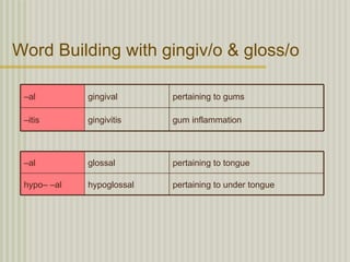 Word Building with gingiv/o & gloss/o

 –al         gingival      pertaining to gums

 –itis       gingivitis    gum inflammation



 –al         glossal       pertaining to tongue

 hypo– –al   hypoglossal   pertaining to under tongue
 