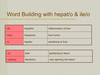 Word Building with hepat/o & ile/o

–itis     hepatitis   inflammation of liver

–oma      hepatoma    liver tumor

–ic       hepatic     pertaining to liver



–al       ileal       pertaining to ileum

–ostomy   ileostomy   new opening into ileum
 