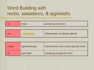 Word Building with
rect/o, sialaden/o, & sigmoid/o

–al      rectal          pertaining to rectum



–itis    sialadenitis    inflammation of salivary glands




–scope   sigmoidoscope   instrument to view inside sigmoid colon

–al      sigmoidal       pertaining to sigmoid colon
 