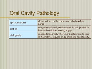 Oral Cavity Pathology
                  ulcers in the mouth; commonly called canker
aphthous ulcers
                  sores
                  congenital anomaly where upper lip and jaw fail to
cleft lip
                  fuse in the midline, leaving a gap
                  congenital anomaly where hard palate fails to fuse
cleft palate
                  in the midline, leaving an opening into nasal cavity
 