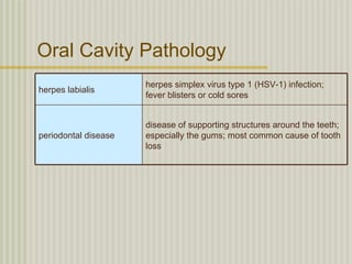 Oral Cavity Pathology
                      herpes simplex virus type 1 (HSV-1) infection;
herpes labialis
                      fever blisters or cold sores


                      disease of supporting structures around the teeth;
periodontal disease   especially the gums; most common cause of tooth
                      loss
 