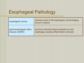 Esophageal Pathology
                          varicose veins in the esophagus; hemorrhaging
esophageal varices
                          occurs if rupture


gastroesophageal reflux   acid from stomach flows backward up into
disease (GERD)            esophagus causing inflammation and pain
 