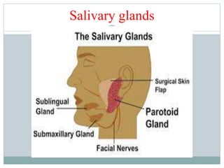 Salivary glands
 