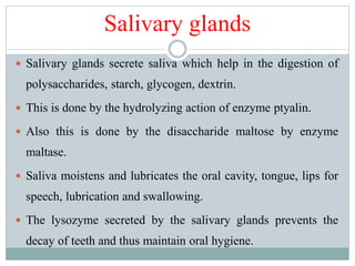 Salivary glands
 Salivary glands secrete saliva which help in the digestion of
polysaccharides, starch, glycogen, dextrin.
 This is done by the hydrolyzing action of enzyme ptyalin.
 Also this is done by the disaccharide maltose by enzyme
maltase.
 Saliva moistens and lubricates the oral cavity, tongue, lips for
speech, lubrication and swallowing.
 The lysozyme secreted by the salivary glands prevents the
decay of teeth and thus maintain oral hygiene.
 