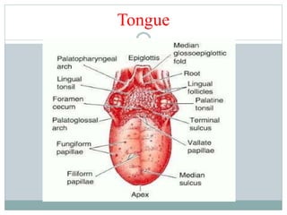 Tongue
 