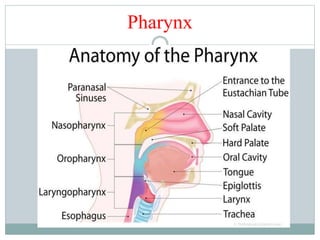 Pharynx
 