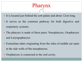Pharynx
 It is located just behind the soft palate and about 12cm long.
 It serves as the common pathway for both digestive and
respiratory systems.
 The pharynx is made of three parts: Nasopharynx, Oropharynx
and Laryngopharynx.
 Eustachian tubes originating from the sides of middle ear open
at the side walls of the nasopharynx.
 Oropharynx is connected to the oral cavity.
 