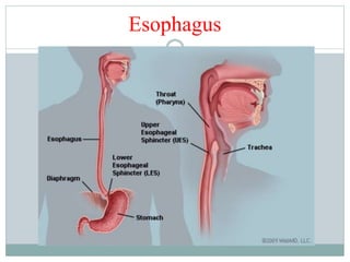 Esophagus
 