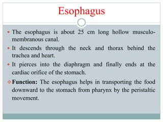 Esophagus
 The esophagus is about 25 cm long hollow musculo-
membranous canal.
 It descends through the neck and thorax behind the
trachea and heart.
 It pierces into the diaphragm and finally ends at the
cardiac orifice of the stomach.
Function: The esophagus helps in transporting the food
downward to the stomach from pharynx by the peristaltic
movement.
 