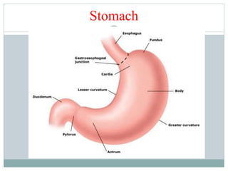 Stomach
 