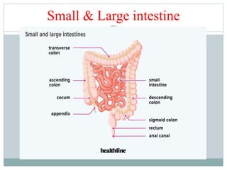 Small & Large intestine
 