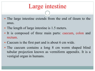 Large intestine
 The large intestine extends from the end of ileum to the
anus.
 The length of large intestine is 1.5 meters.
 It is composed of three main parts: caecum, colon and
rectum.
 Caecum is the first part and is about 6 cm wide.
 The caecum contains a long 8 cm worm shaped blind
tubular projection known as vermiform appendix. It is a
vestigial organ in humans.
 