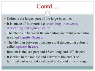 Contd…
 Colon is the largest part of the large intestine.
 It is made of four parts i.e. ascending, transverse,
descending and sigmoid colon.
 The blends in between the ascending and transverse colon
is called hepatic flexure.
 The blend in between transverse and descending colon is
called splenic flexure.
 Rectum is the last part and 15 cm long and “S” shaped.
 It is wide in the middle and narrow at the end. The
terminal part is called anal canal and about 2.5 cm long.
 