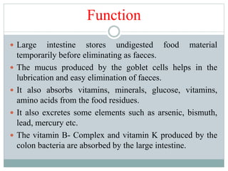 Function
 Large intestine stores undigested food material
temporarily before eliminating as faeces.
 The mucus produced by the goblet cells helps in the
lubrication and easy elimination of faeces.
 It also absorbs vitamins, minerals, glucose, vitamins,
amino acids from the food residues.
 It also excretes some elements such as arsenic, bismuth,
lead, mercury etc.
 The vitamin B- Complex and vitamin K produced by the
colon bacteria are absorbed by the large intestine.
 