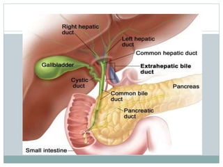 DIGESTIVE SYSTEM