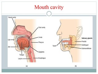 Mouth cavity
 
