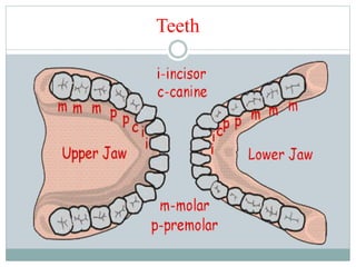 Teeth
 