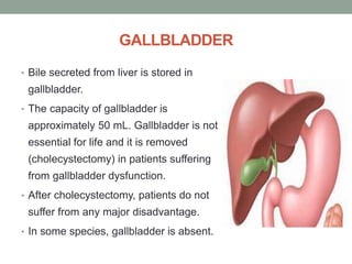 GALLBLADDER
• Bile secreted from liver is stored in
gallbladder.
• The capacity of gallbladder is
approximately 50 mL. Gallbladder is not
essential for life and it is removed
(cholecystectomy) in patients suffering
from gallbladder dysfunction.
• After cholecystectomy, patients do not
suffer from any major disadvantage.
• In some species, gallbladder is absent.
 