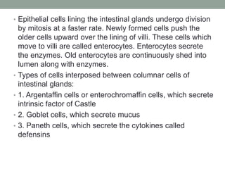 • Epithelial cells lining the intestinal glands undergo division
by mitosis at a faster rate. Newly formed cells push the
older cells upward over the lining of villi. These cells which
move to villi are called enterocytes. Enterocytes secrete
the enzymes. Old enterocytes are continuously shed into
lumen along with enzymes.
• Types of cells interposed between columnar cells of
intestinal glands:
• 1. Argentaffin cells or enterochromaffin cells, which secrete
intrinsic factor of Castle
• 2. Goblet cells, which secrete mucus
• 3. Paneth cells, which secrete the cytokines called
defensins
 