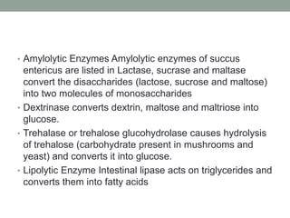 • Amylolytic Enzymes Amylolytic enzymes of succus
entericus are listed in Lactase, sucrase and maltase
convert the disaccharides (lactose, sucrose and maltose)
into two molecules of monosaccharides
• Dextrinase converts dextrin, maltose and maltriose into
glucose.
• Trehalase or trehalose glucohydrolase causes hydrolysis
of trehalose (carbohydrate present in mushrooms and
yeast) and converts it into glucose.
• Lipolytic Enzyme Intestinal lipase acts on triglycerides and
converts them into fatty acids
 