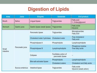 Digestion of Lipids
 