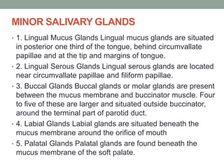 MINOR SALIVARY GLANDS
• 1. Lingual Mucus Glands Lingual mucus glands are situated
in posterior one third of the tongue, behind circumvallate
papillae and at the tip and margins of tongue.
• 2. Lingual Serous Glands Lingual serous glands are located
near circumvallate papillae and filiform papillae.
• 3. Buccal Glands Buccal glands or molar glands are present
between the mucus membrane and buccinator muscle. Four
to five of these are larger and situated outside buccinator,
around the terminal part of parotid duct.
• 4. Labial Glands Labial glands are situated beneath the
mucus membrane around the orifice of mouth
• 5. Palatal Glands Palatal glands are found beneath the
mucus membrane of the soft palate.
 