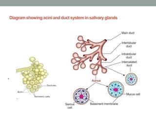 Diagram showing acini and duct system in salivary glands
 
