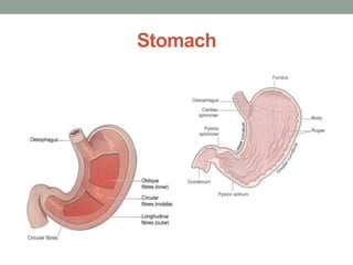 Stomach
 