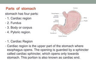Parts of stomach
stomach has four parts:
• 1. Cardiac region
• 2. Fundus
• 3. Body or corpus
• 4. Pyloric region.
• 1. Cardiac Region
• Cardiac region is the upper part of the stomach where
esophagus opens. The opening is guarded by a sphincter
called cardiac sphincter, which opens only towards
stomach. This portion is also known as cardiac end.
 