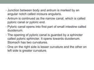 • Junction between body and antrum is marked by an
angular notch called incisura angularis.
• Antrum is continued as the narrow canal, which is called
pyloric canal or pyloric end.
• Pyloric canal opens into first part of small intestine called
duodenum.
• The opening of pyloric canal is guarded by a sphincter
called pyloric sphincter. It opens towards duodenum.
Stomach has two curvatures.
• One on the right side is lesser curvature and the other on
left side is greater curvature.
 