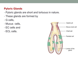Pyloric Glands
• Pyloric glands are short and tortuous in nature.
• These glands are formed by
• G cells,
• Mucus cells,
• EC cells and
• ECL cells.
 