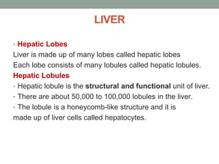 LIVER
• Hepatic Lobes
Liver is made up of many lobes called hepatic lobes
Each lobe consists of many lobules called hepatic lobules.
Hepatic Lobules
• Hepatic lobule is the structural and functional unit of liver.
• There are about 50,000 to 100,000 lobules in the liver.
• The lobule is a honeycomb-like structure and it is
made up of liver cells called hepatocytes.
 