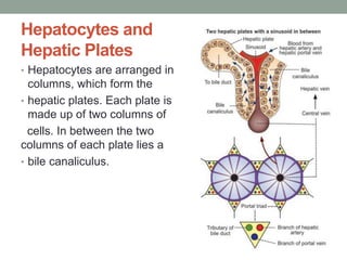 Hepatocytes and
Hepatic Plates
• Hepatocytes are arranged in
columns, which form the
• hepatic plates. Each plate is
made up of two columns of
cells. In between the two
columns of each plate lies a
• bile canaliculus.
 