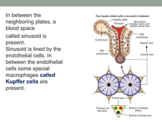In between the
neighboring plates, a
blood space
called sinusoid is
present.
Sinusoid is lined by the
endothelial cells. In
between the endothelial
cells some special
macrophages called
Kupffer cells are
present.
 