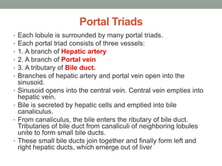 Portal Triads
• Each lobule is surrounded by many portal triads.
• Each portal triad consists of three vessels:
• 1. A branch of Hepatic artery
• 2. A branch of Portal vein
• 3. A tributary of Bile duct.
• Branches of hepatic artery and portal vein open into the
sinusoid.
• Sinusoid opens into the central vein. Central vein empties into
hepatic vein.
• Bile is secreted by hepatic cells and emptied into bile
canaliculus.
• From canaliculus, the bile enters the ributary of bile duct.
Tributaries of bile duct from canaliculi of neighboring lobules
unite to form small bile ducts.
• These small bile ducts join together and finally form left and
right hepatic ducts, which emerge out of liver
 