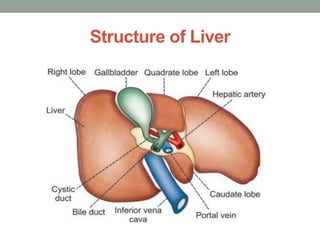 Structure of Liver
 
