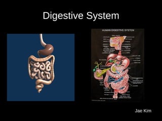 Digestive System ,[object Object]