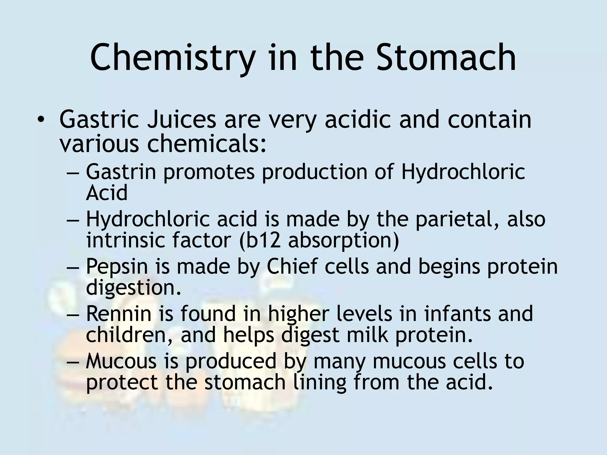 Chemistry in the Stomach
• Gastric Juices are very acidic and contain
various chemicals:
– Gastrin promotes production of Hydrochloric
Acid
– Hydrochloric acid is made by the parietal, also
intrinsic factor (b12 absorption)
– Pepsin is made by Chief cells and begins protein
digestion.
– Rennin is found in higher levels in infants and
children, and helps digest milk protein.
– Mucous is produced by many mucous cells to
protect the stomach lining from the acid.
 