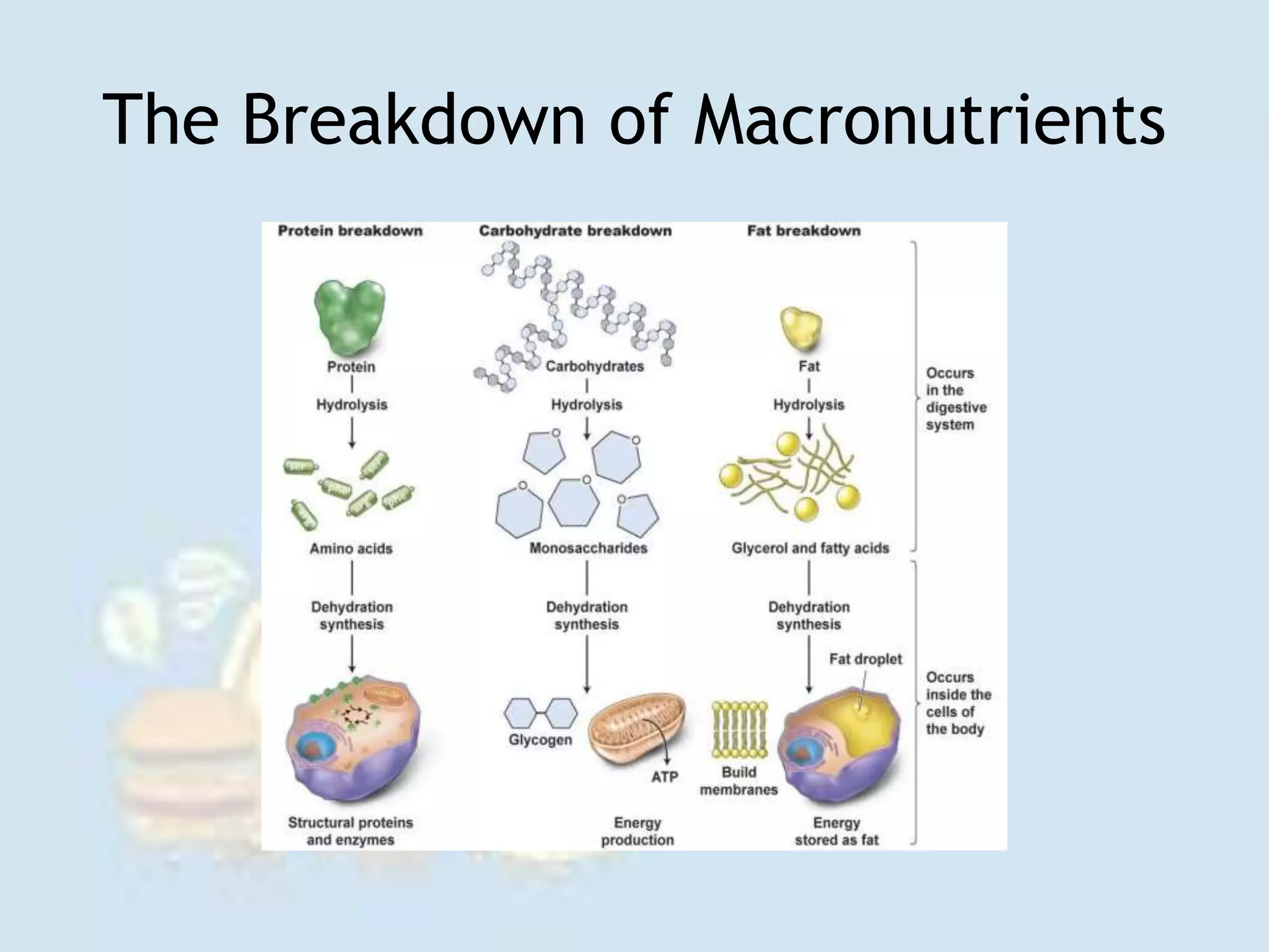 The Breakdown of Macronutrients
 