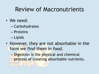 Review of Macronutrients
• We need:
– Carbohydrates
– Proteins
– Lipids
• However, they are not absorbable in the
form we find them in food.
– Digestion is the physical and chemical
process of creating absorbable nutrients.
 