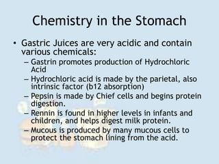 Chemistry in the Stomach
• Gastric Juices are very acidic and contain
various chemicals:
– Gastrin promotes production of Hydrochloric
Acid
– Hydrochloric acid is made by the parietal, also
intrinsic factor (b12 absorption)
– Pepsin is made by Chief cells and begins protein
digestion.
– Rennin is found in higher levels in infants and
children, and helps digest milk protein.
– Mucous is produced by many mucous cells to
protect the stomach lining from the acid.
 